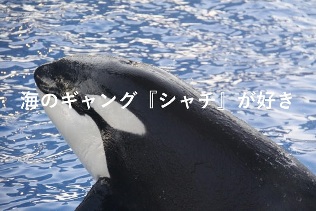 海のギャング シャチ が好き ハルカナル